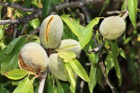 almond tree