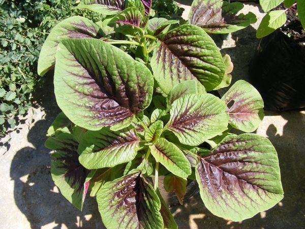 amaranth plant