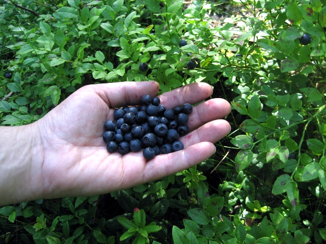 bilberries