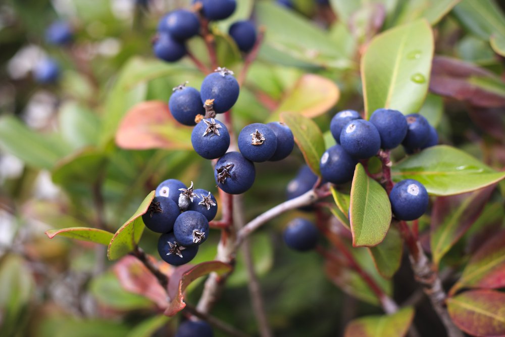 bilberry