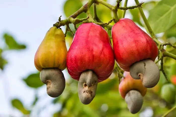 cashew tree