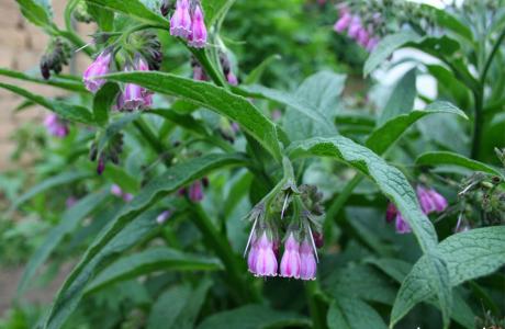 comfrey herb