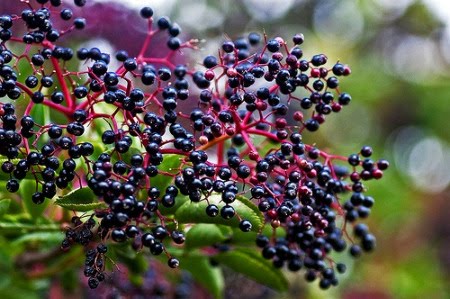 How to Grow Elderberries in Your Garden