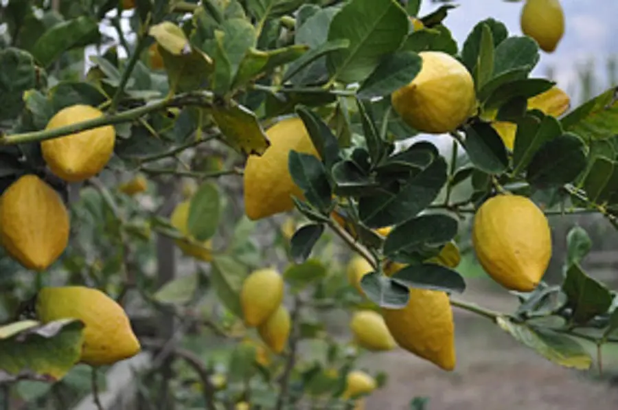 etrog citron