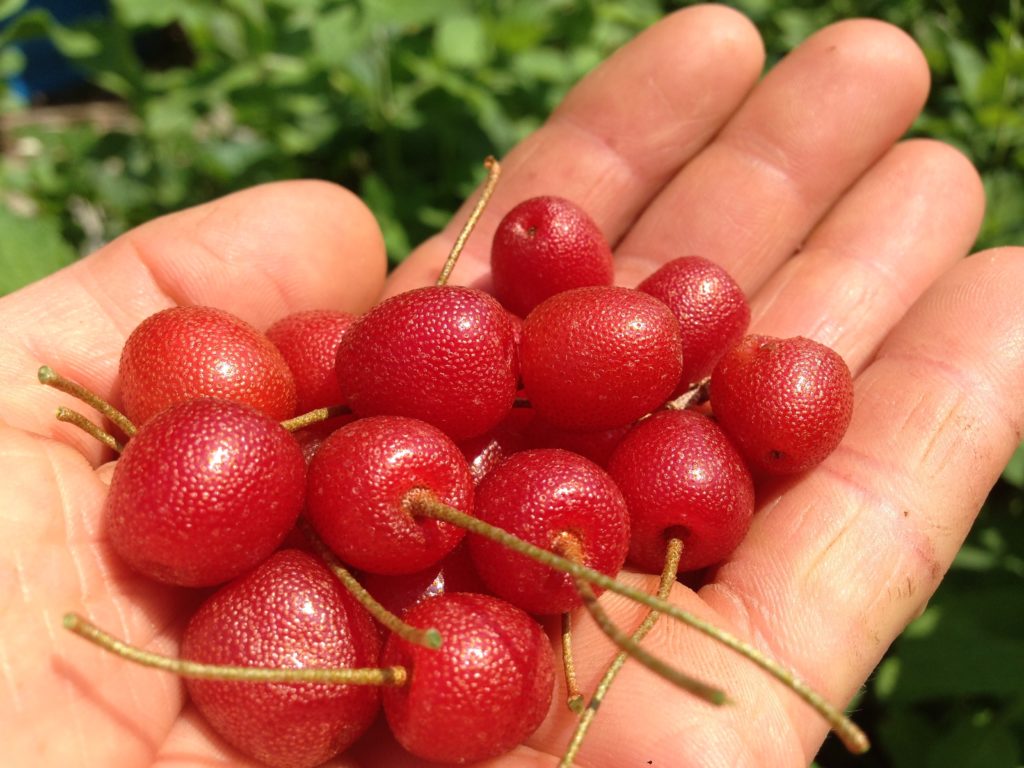 goumi berries