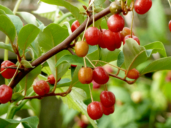 goumi berry shrub