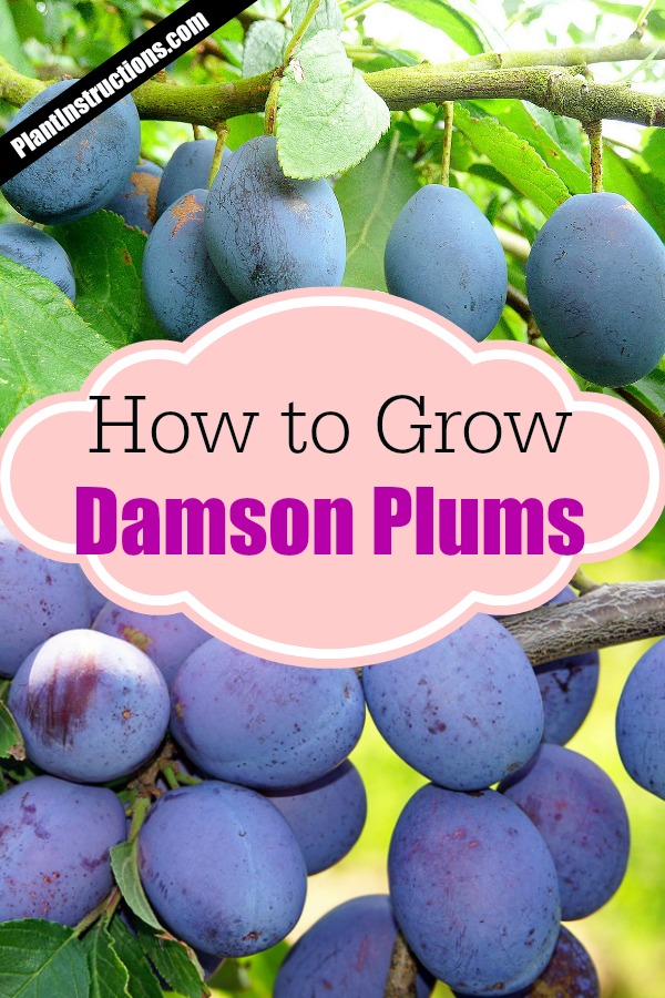 grow damson plum trees