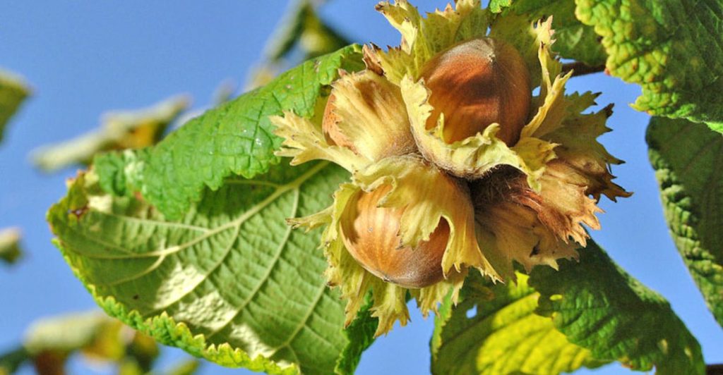 hazelnut tree