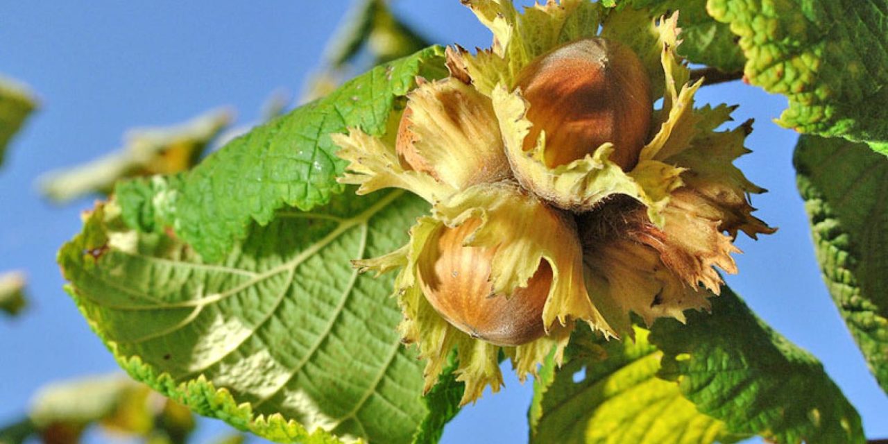 How to Grow Hazelnut Trees Plant Instructions