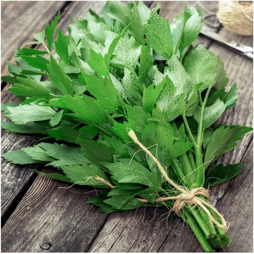 lovage herb