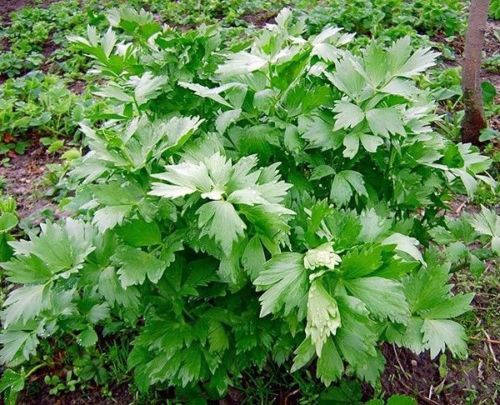 lovage