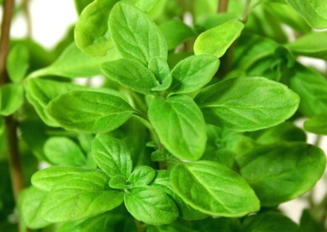 marjoram herb