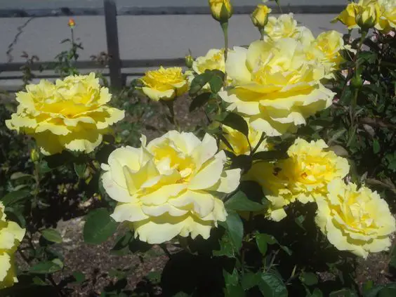 mellow yellow roses