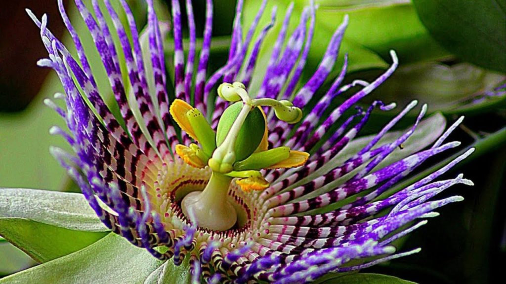 passion flower