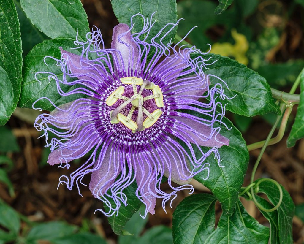 How To Grow Passion Flowers In Your Garden Plant Instructions 