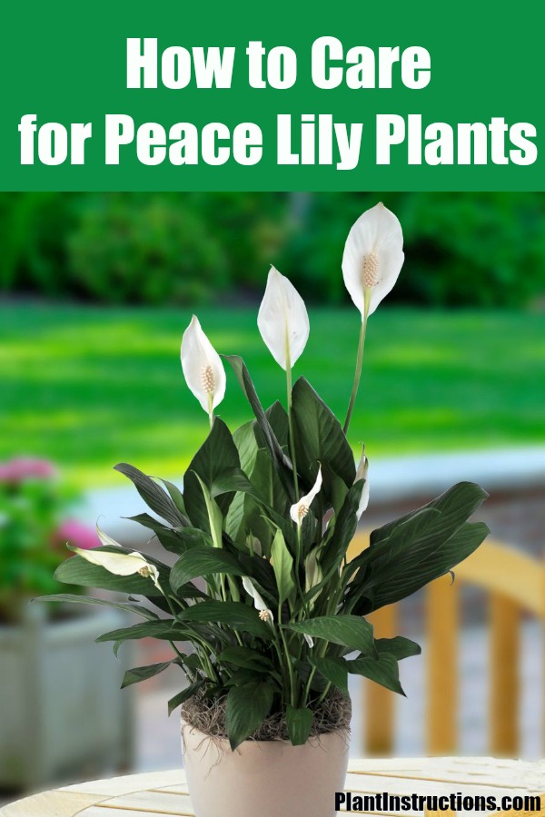 peace-lily-plant-care-how-to-care-for-your-peace-lilies-plant