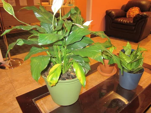 peace lily yellow leaves