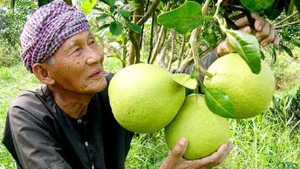 pomelo harvest