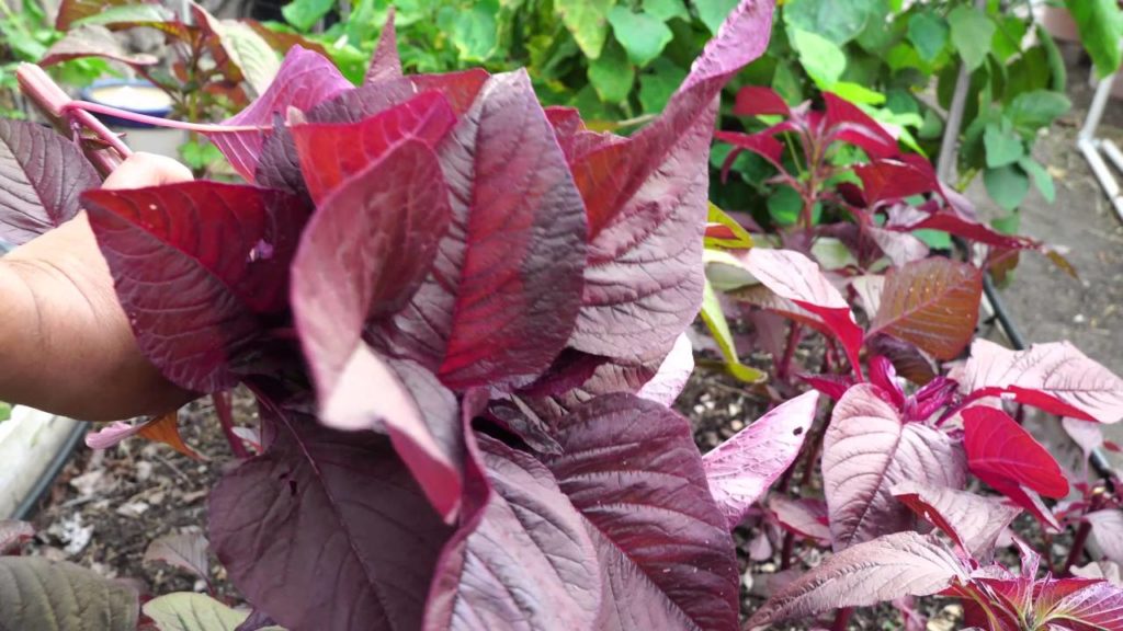 red amaranth