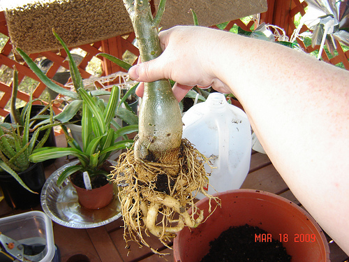 repotting desert rose plant