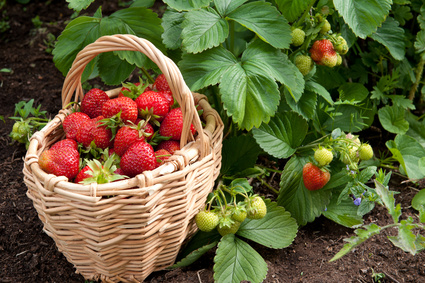 strawberry harvest