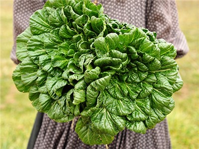 tatsoi greens