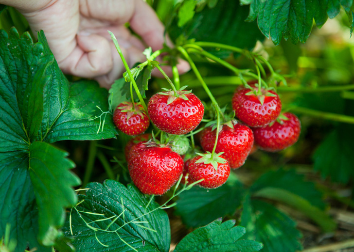 tillamook strawberries