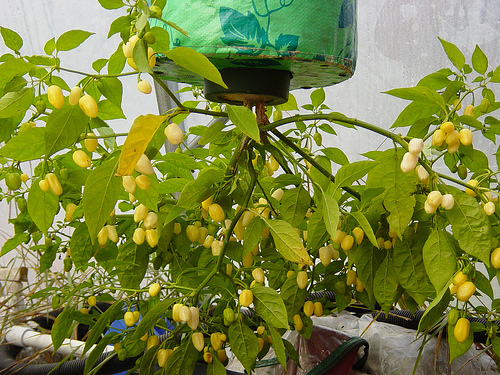 upside down peppers