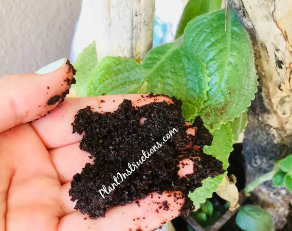 Coffee Grounds in Soil