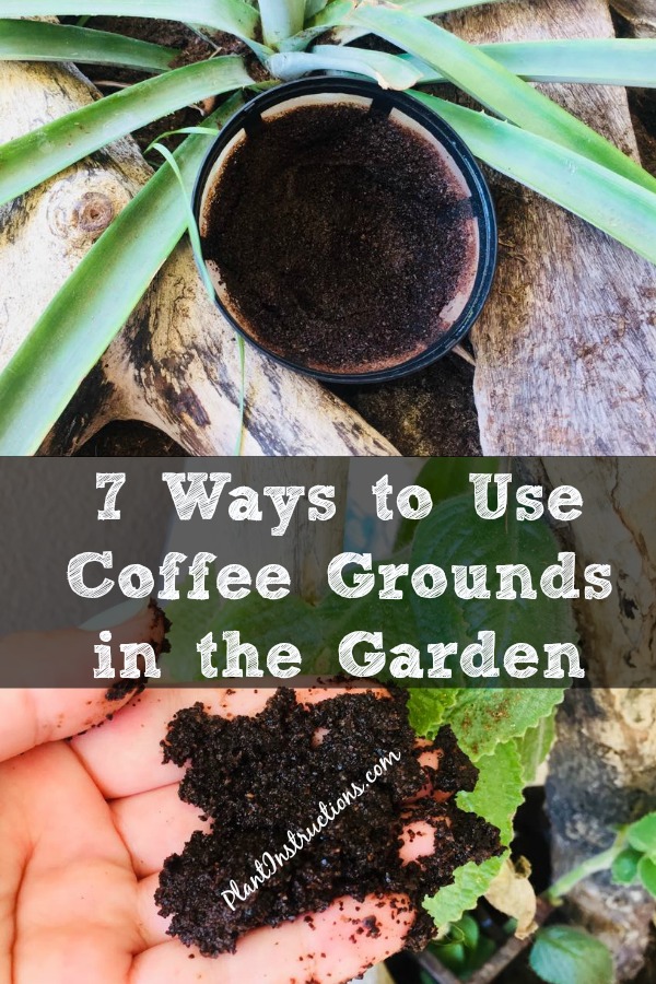 Coffee Grounds in the Garden