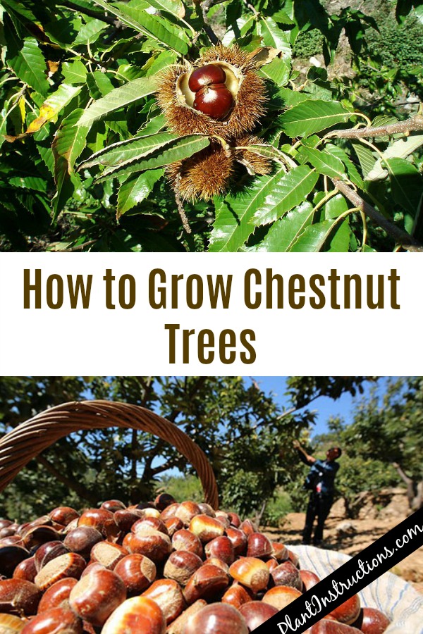 Grow Chestnut Trees