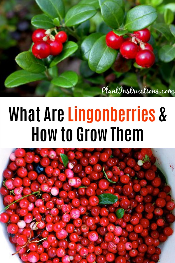 Grow Lingonberries