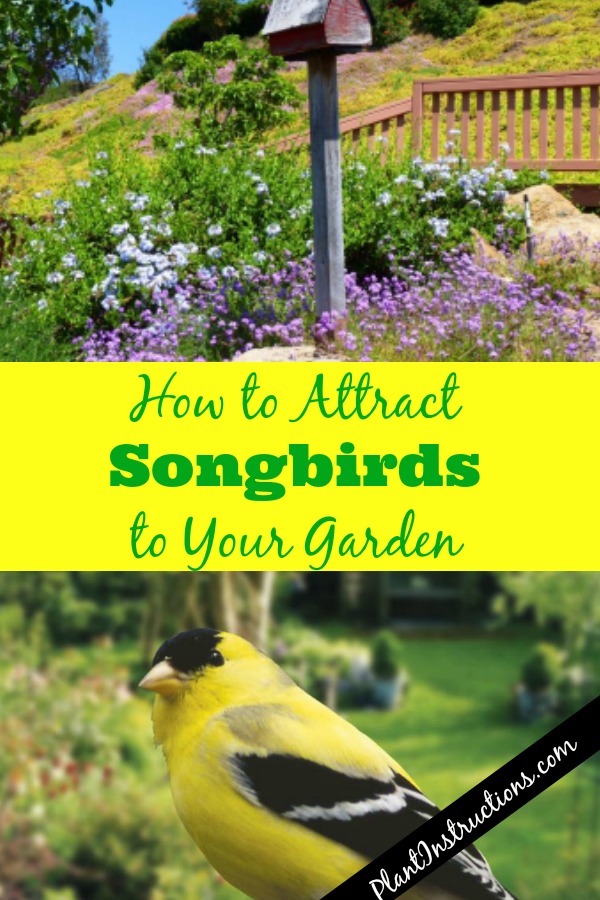 How to Attract Songbirds