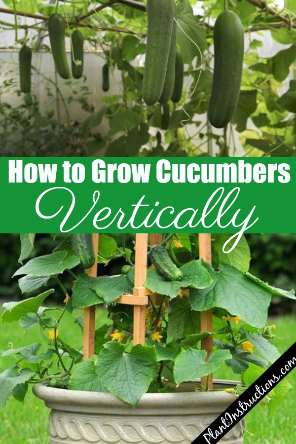 How to Grow Cucumbers Vertically