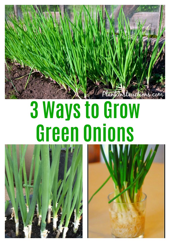 How to Grow Green Onions