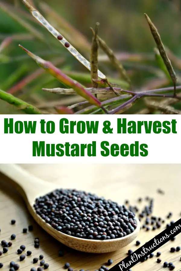 How to Grow Mustard Seeds