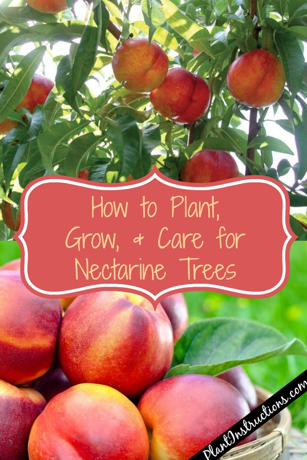 How to Grow Nectarines