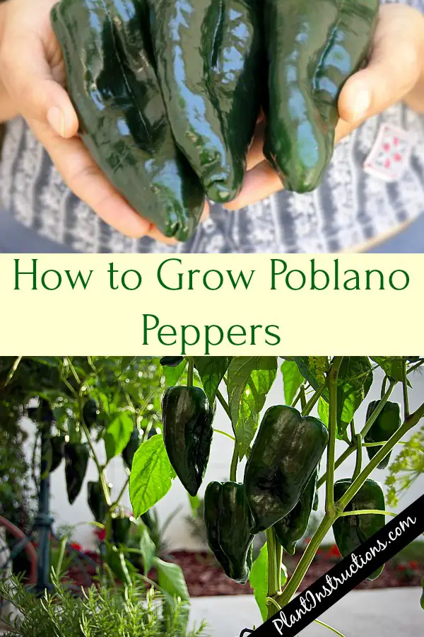 How to Grow Poblano Peppers