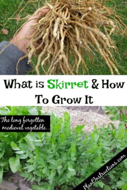 How to Grow Skirret Plants & What They Are - Plant Instructions