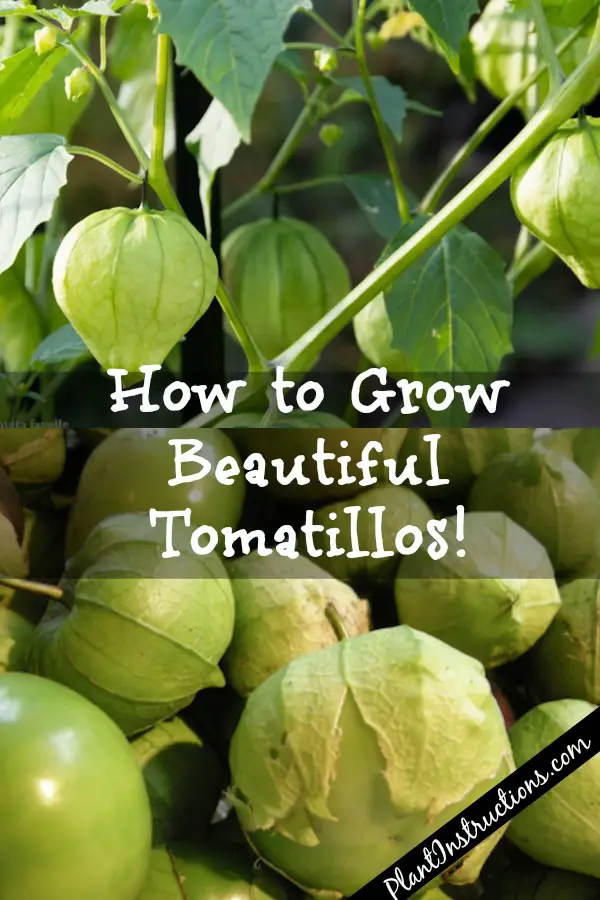 How to Grow Tomatillos