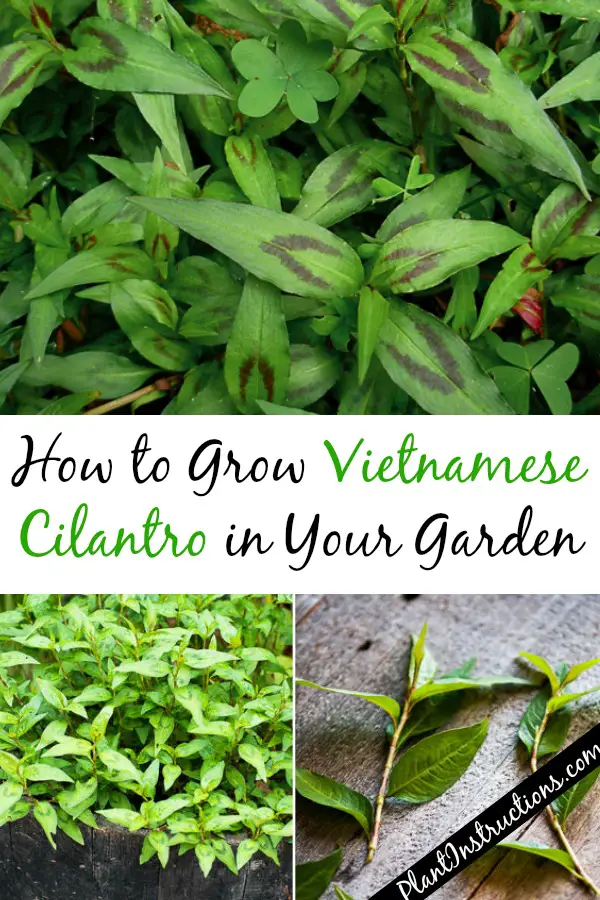 How to Grow Vietnamese Cilantro