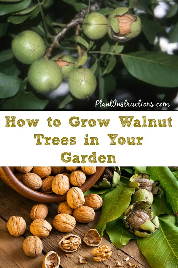 How to Grow Walnut Trees