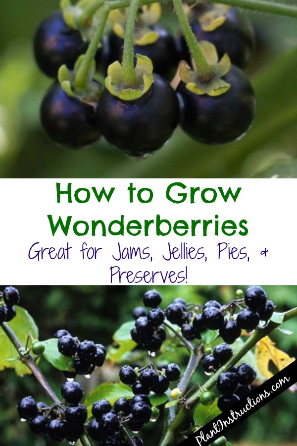 How to Grow Wonderberries