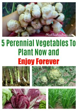 Perennial Vegetables To Plant Now And Enjoy Forever Plant Instructions