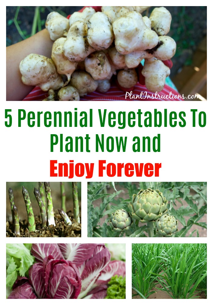 Perennial Vegetables