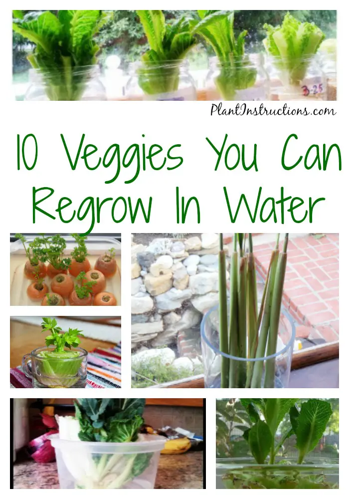 Water Regrown Veggies