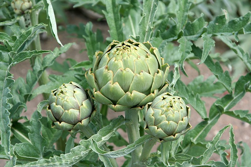 artichoke plant