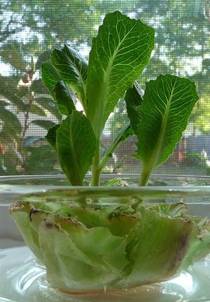 cabbage regrown in water