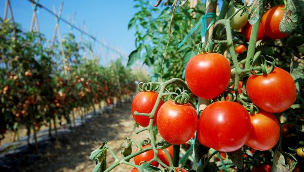 cherry tomatoes on the vine