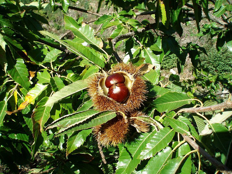 chestnut trees